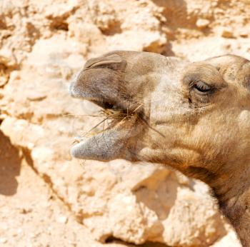 dromedary near the sky in oman empty quarter of desert a  free 