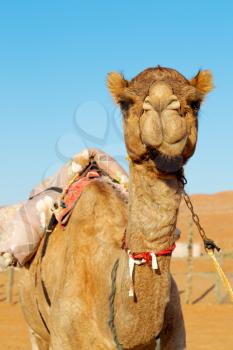 dromedary near the sky in oman empty quarter of desert a  free 