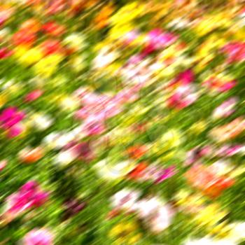 blur in the spring colors    flowers and   garden 