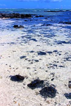 
the zanzibar beach  seaweed in indian ocean tanzania    sand isle   sky and rock