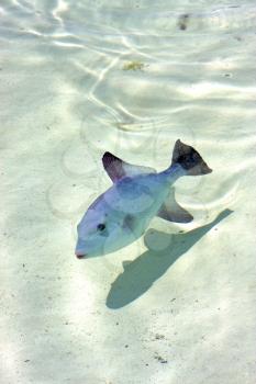 little fish   isla contoy         in mexico froath and    foam  the sea drop sunny day  wave