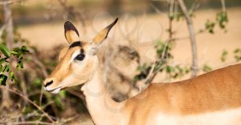 in kruger parck south africa wild impala in the winter bush