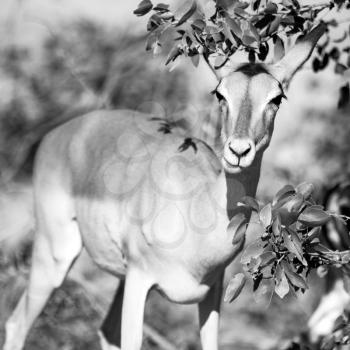 in kruger parck south africa wild impala in the winter bush