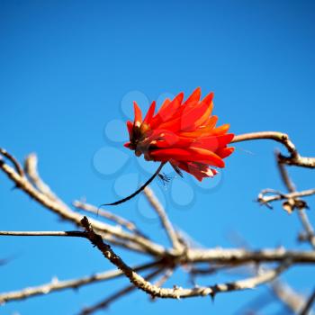 in south africa close up of erythrina lysistemon flower plant and clear sky