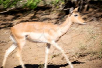 in kruger parck south africa wild impala in the winter bush