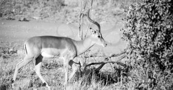 in kruger parck south africa wild impala in the winter bush