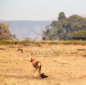 in kruger parck south africa wild impala in the winter bush