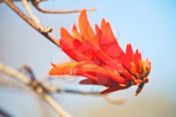 in south africa close up of erythrina lysistemon flower plant and clear sky