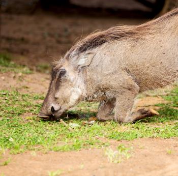 blur in south africa   kruger  wildlife    nature  reserve and  wild  warthog