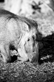 blur in south africa   kruger  wildlife    nature  reserve and  wild  warthog