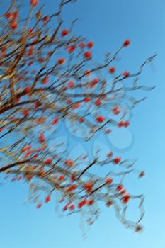 in south africa close up of erythrina lysistemon flower plant and clear sky