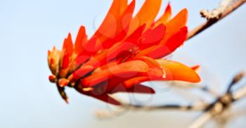 in south africa close up of erythrina lysistemon flower plant and clear sky