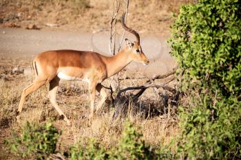 in kruger parck south africa wild impala in the winter bush