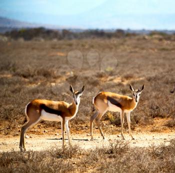 in kruger park south africa wild impala   and the winter bush
