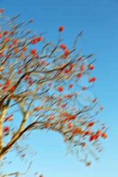 in south africa close up of erythrina lysistemon flower plant and clear sky