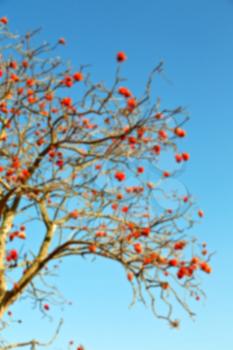 in south africa close up of erythrina lysistemon flower plant and clear sky