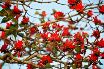 in south africa close up of erythrina lysistemon flower plant and clear sky