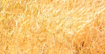 blur in iran cultivated farm grass and healty brown natural wheat 