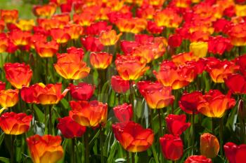 Red tulips
 in Keukenhof, Netherlands
