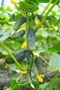 Many small green cucumbers hanging on stem