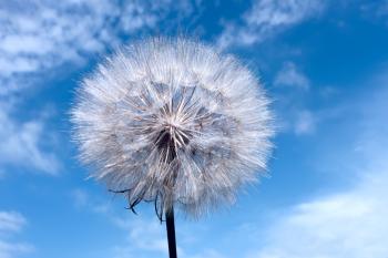 Dandelion on blue sky background with clouds