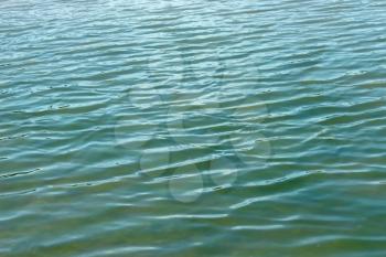 Waves of fresh water. Efflorescence of green algae