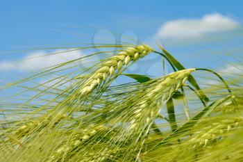 Barley spikelet on the background of field and sky