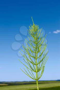 Green Field horsetail plant on the background of field and blue sky