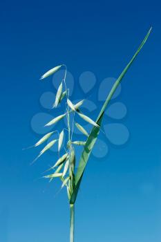 Green spike of oats during the flowering against the background of a blue sky