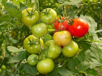 Bunch with green and red tomatoes growing in the greenhouse