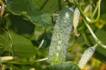 Cucumbers grow in greenhouses. The rapid growth in summer
