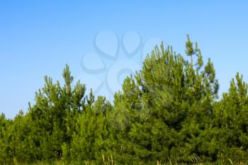 Treetops of young pine trees on the background of blue sky