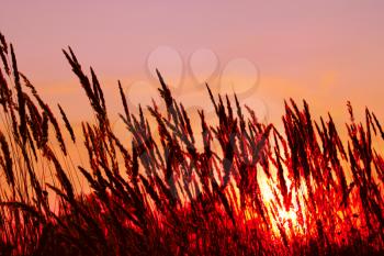 Tops of cereal weeds inflorescence on the sunset background, flame imitation