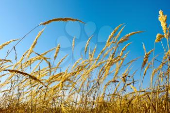 Tops dry cereal weeds in the background of blue sky