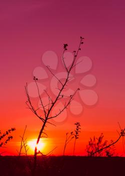 Sunset in the fall. Silhouettes of trees and weeds in the foreground. The red glow. Edited