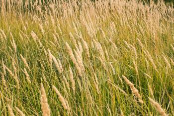 Tops of dry cereal weeds, fine herbal texture 