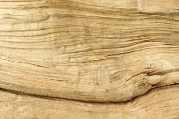 Broken log as a detailed macro texture