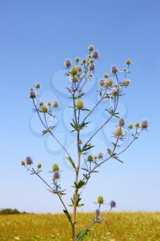 Feverweed wild plant (in Latin: Eryngium planum) on the background of field and cloudless sky in summer