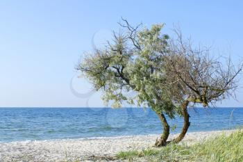Lonely semidry old wild olive tree on the seashore. Kinburn Spit, Ukraine