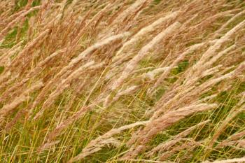 Tops of dry cereal weeds, wild herbal texture
