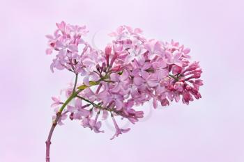Lilac flowers on the soft purple background
