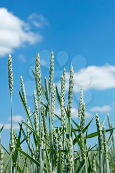 Spikes of wheat against the background of blue sky