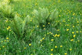 Fields with flowering dandelions and other motley grass and fern bushes