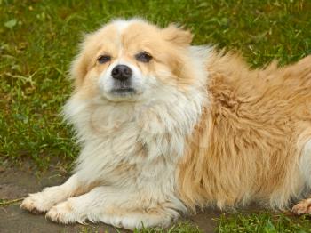 Portrait of old dog outdoors on green grass background