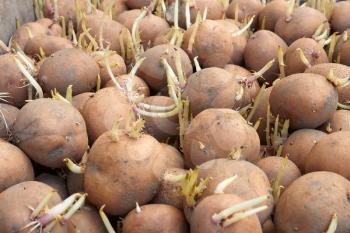 Potatoes tubers with germinated sprouts before planting into the soil in springtime