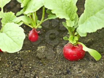 Red radish plants growing in soil close up
