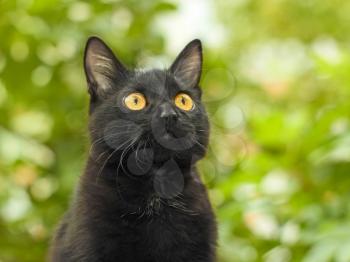 Portrait of funny young black cat on the background of green foliage