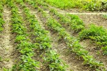 Rows of green strawberry plants planted in the vegetable garden 