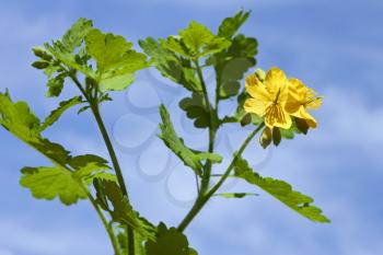 Flowering plant of celandine against the blue sky in the sunlight