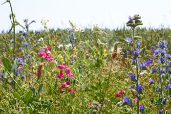 Rapid flowering of variety wild motley grasses on the edge of the field in sunny summer weather